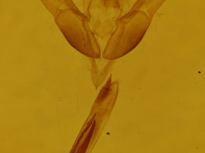 genitalia view of adult Ponometia erastrioides