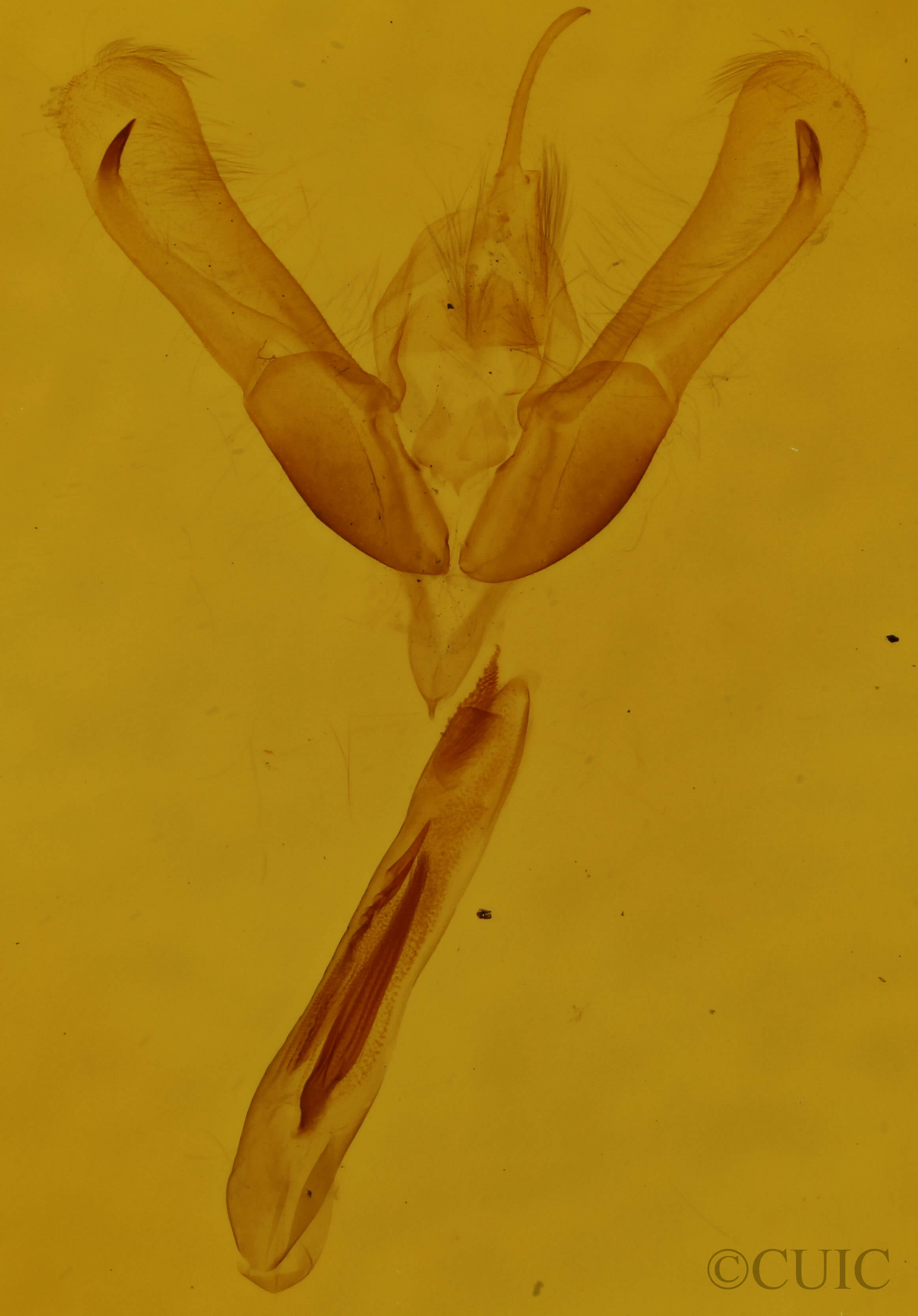 genitalia view of adult Ponometia erastrioides