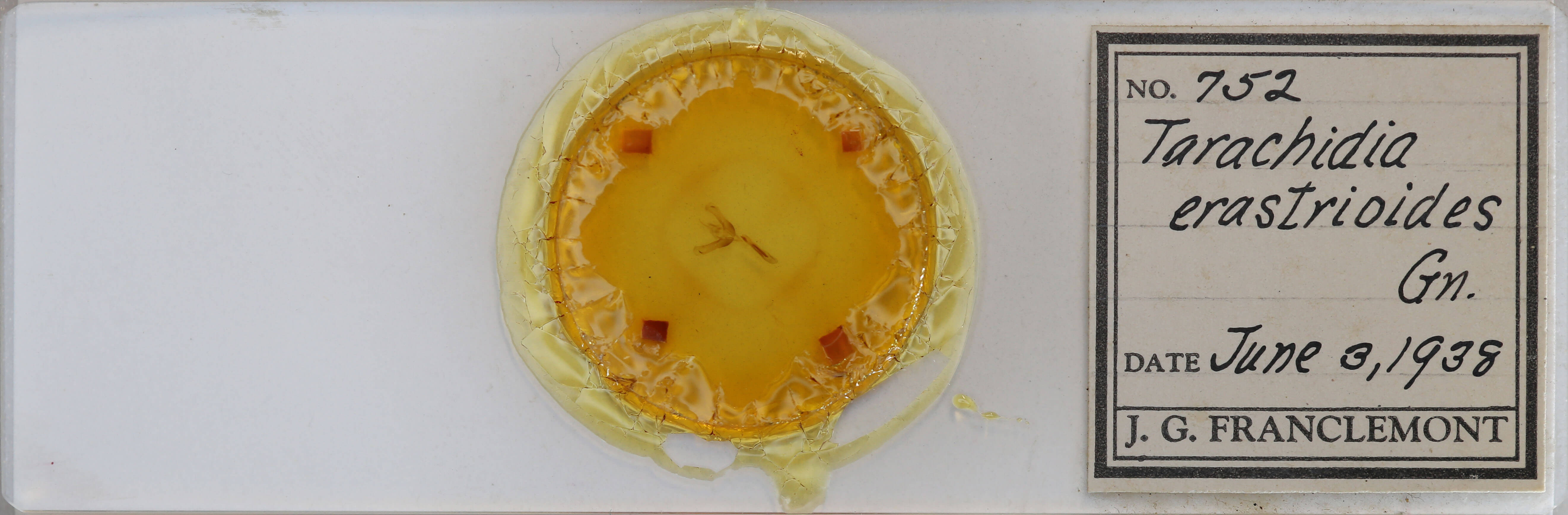 slide view of adult Ponometia erastrioides