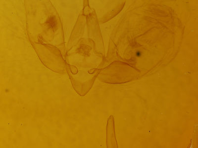 genitalia view of adult Eucarta amethystina