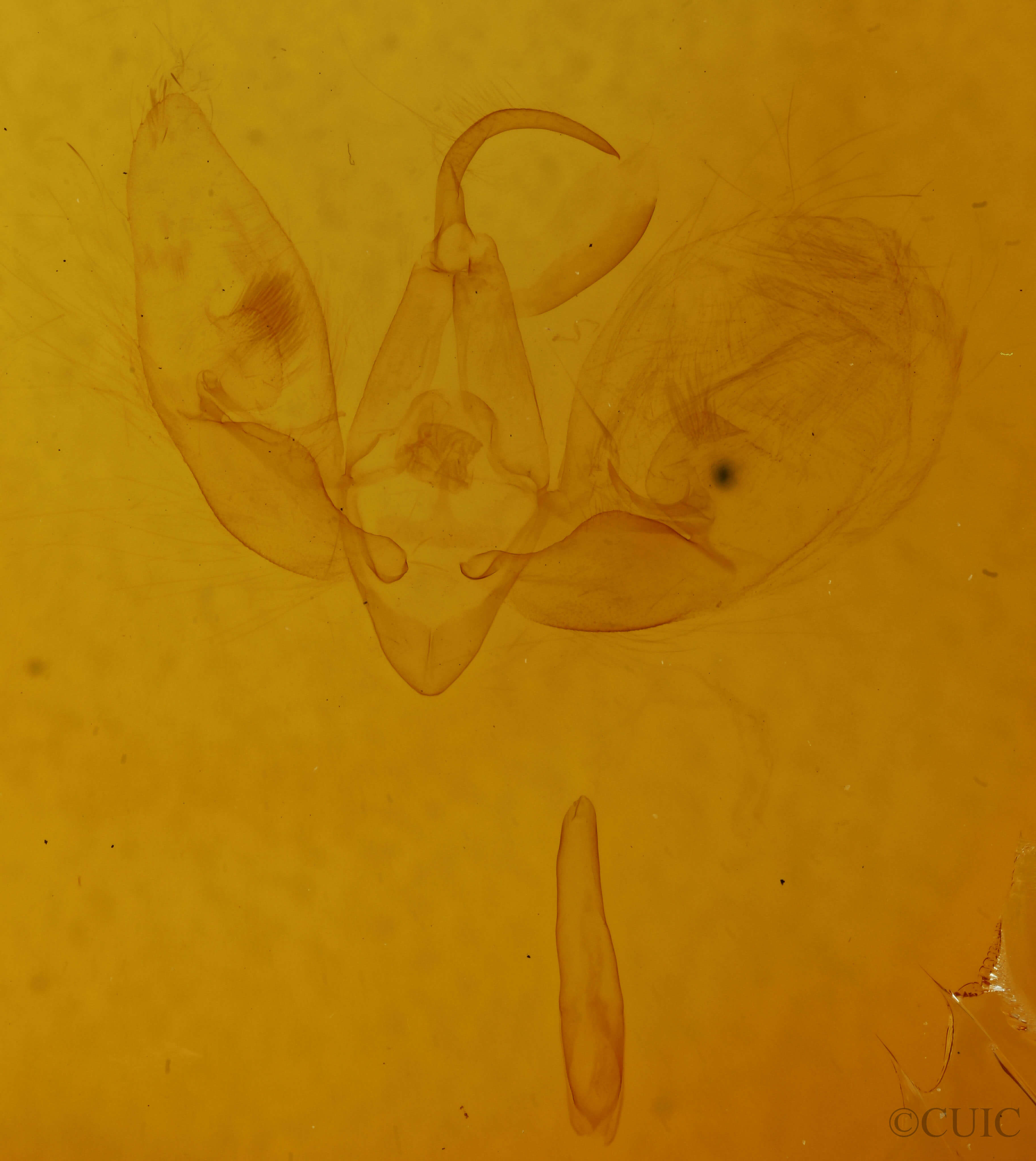 genitalia view of adult Eucarta amethystina