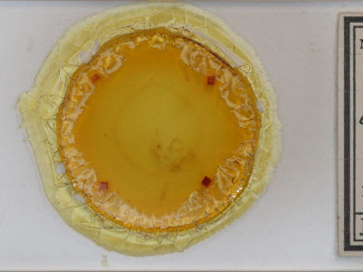 slide view of adult Eucarta amethystina