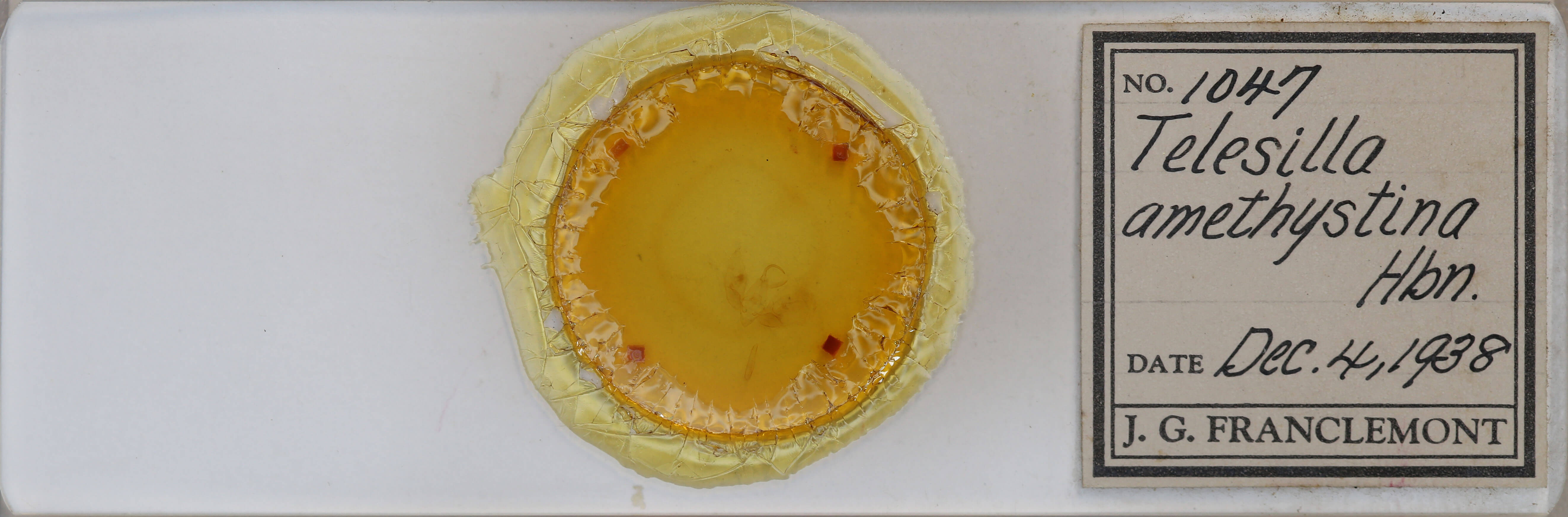 slide view of adult Eucarta amethystina