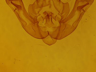 genitalia view of adult Rileyiana fovea