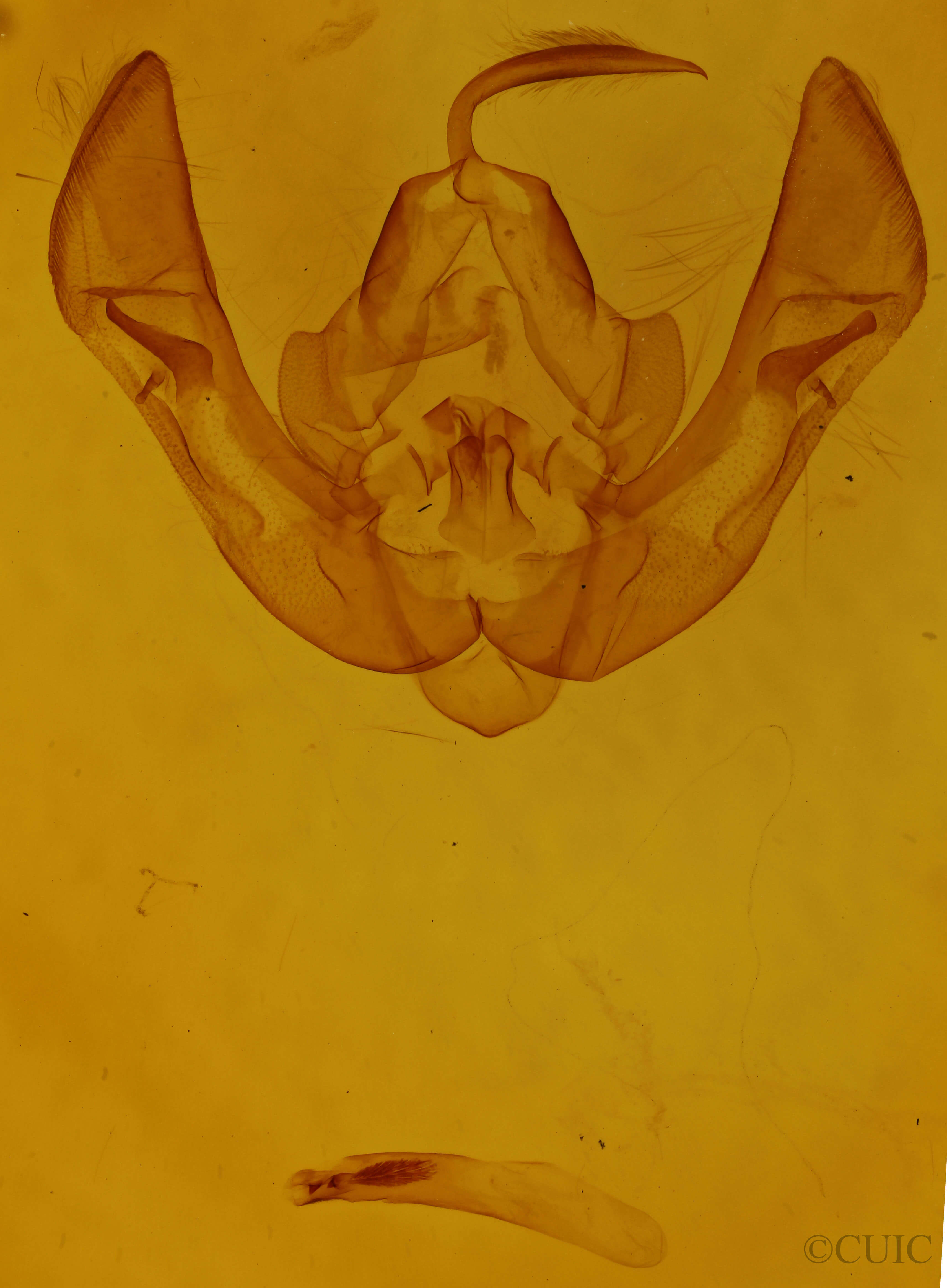 genitalia view of adult Rileyiana fovea