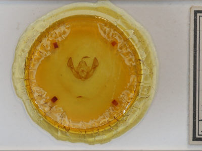 slide view of adult Rileyiana fovea