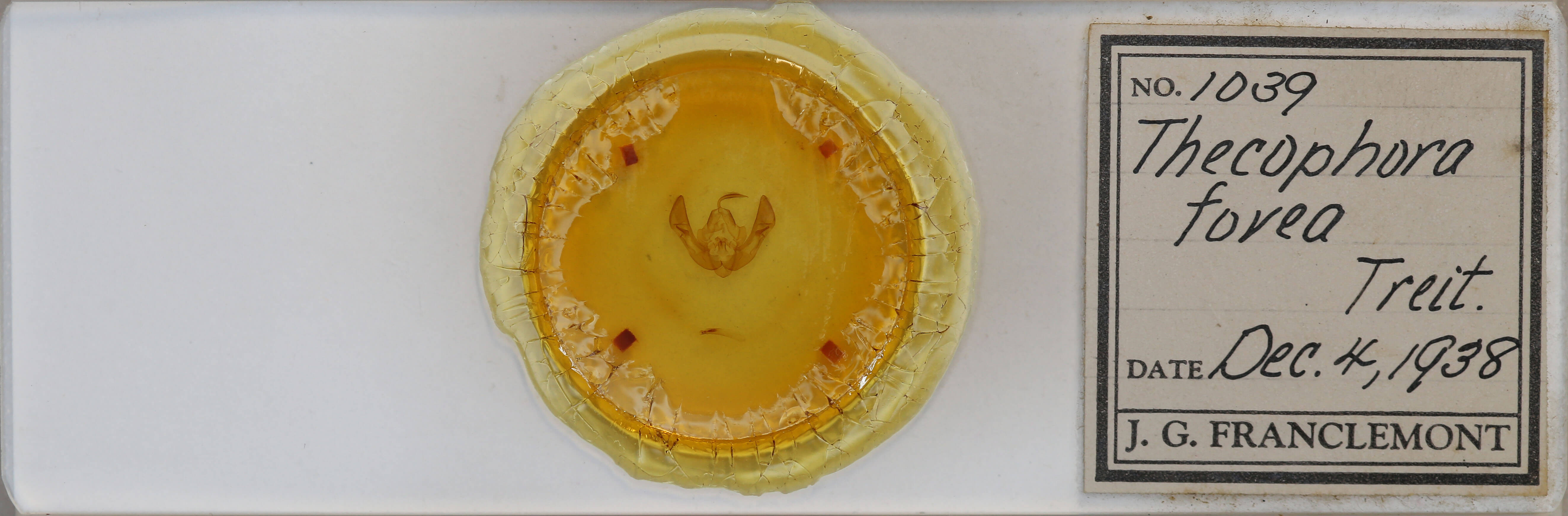 slide view of adult Rileyiana fovea