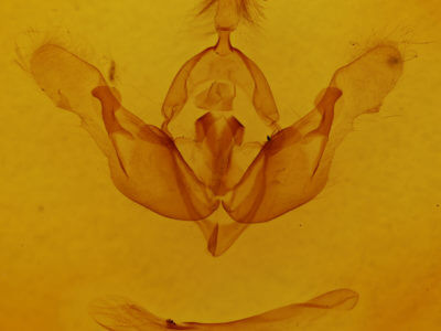 genitalia view of adult Tholera decimalis