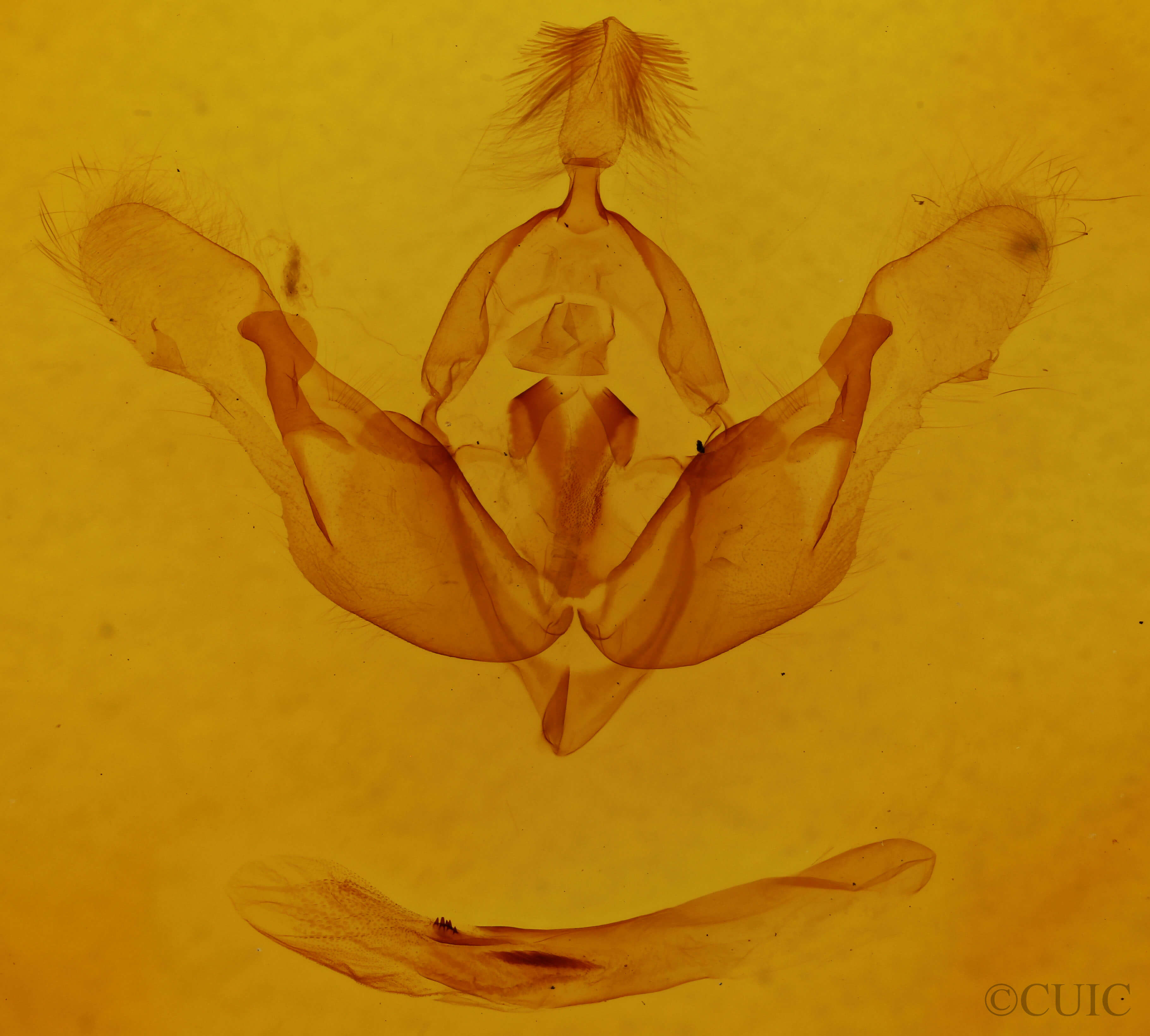 genitalia view of adult Tholera decimalis