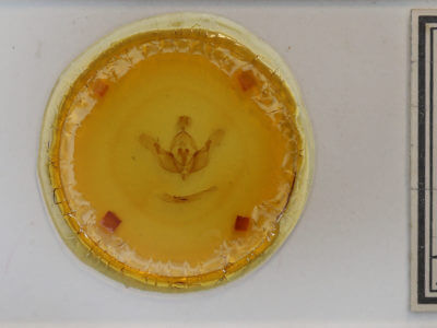 slide view of adult Tholera decimalis