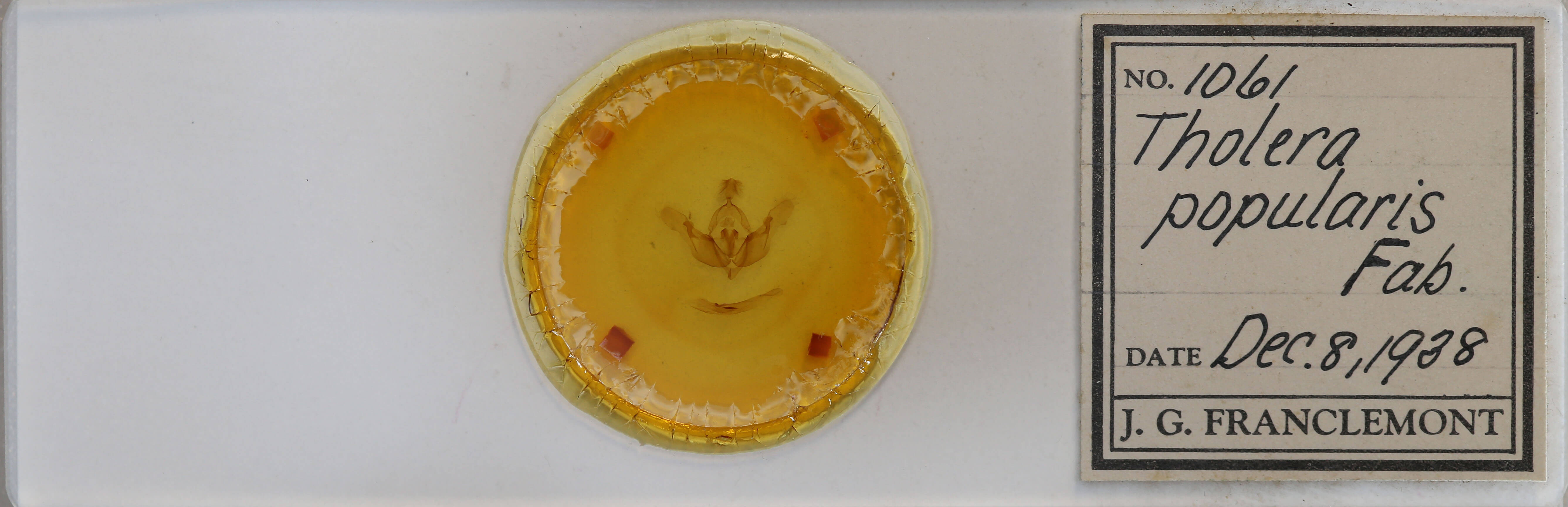 slide view of adult Tholera decimalis