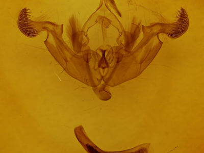 genitalia view of adult Trichordestra legitima