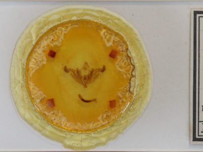 slide view of adult Trichordestra legitima