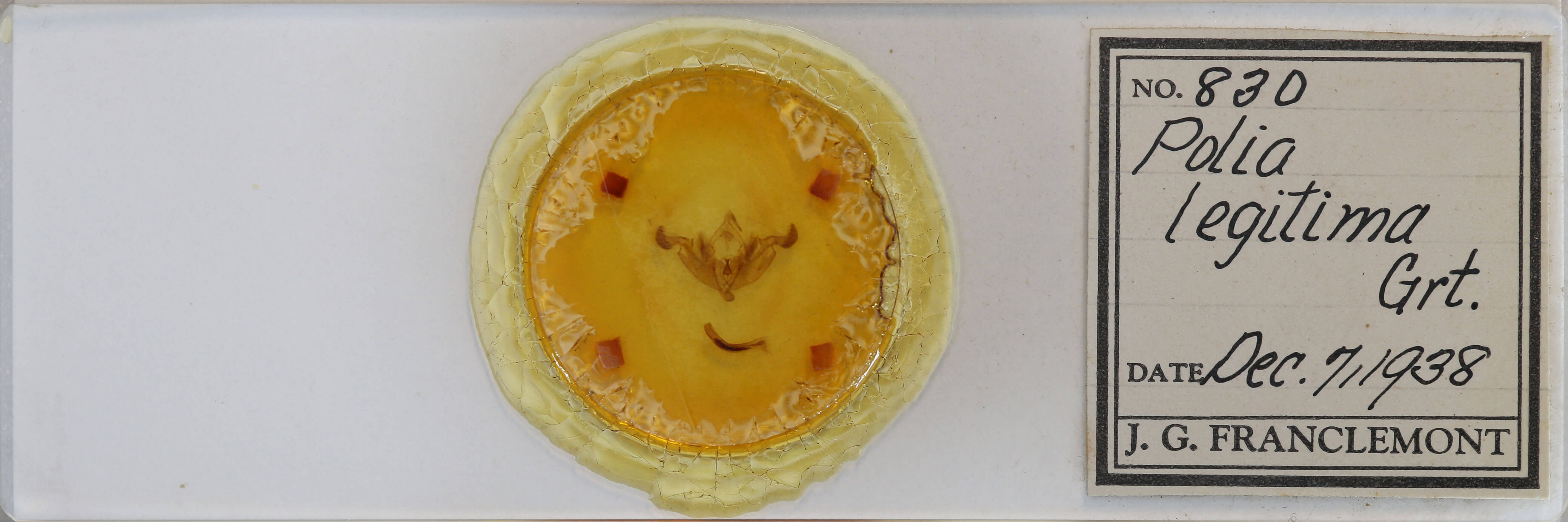 slide view of adult Trichordestra legitima