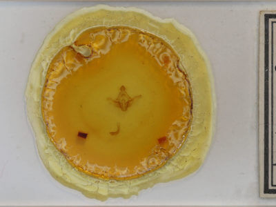 slide view of adult Ulochlaena hirta