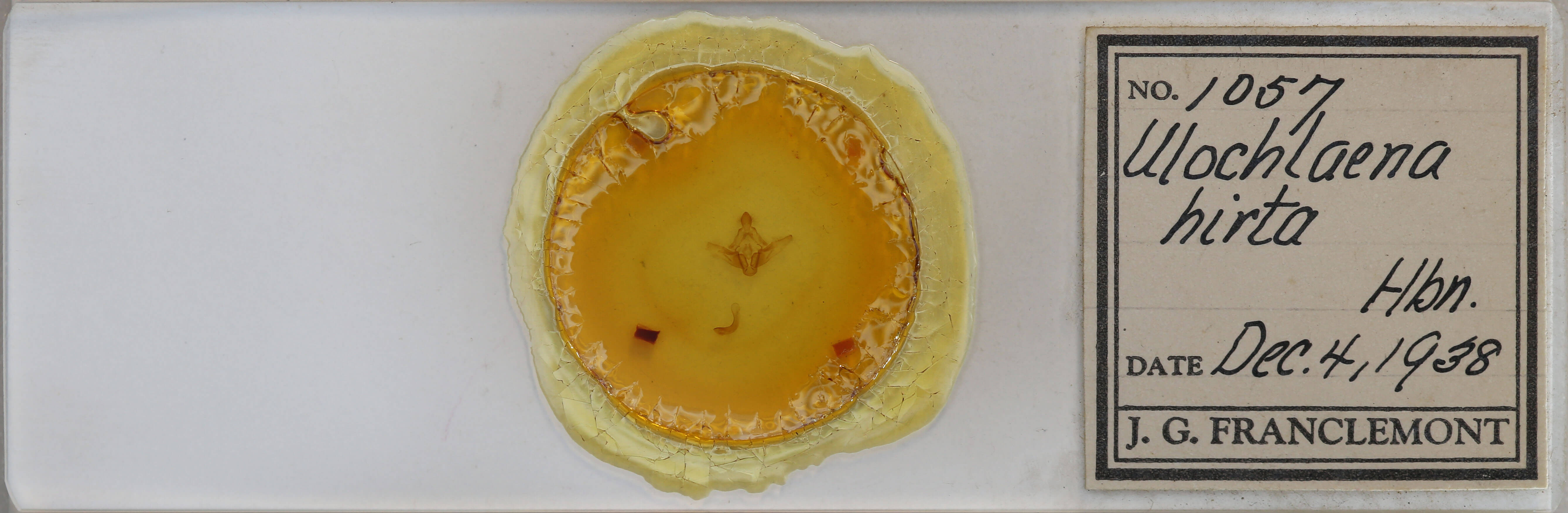 slide view of adult Ulochlaena hirta