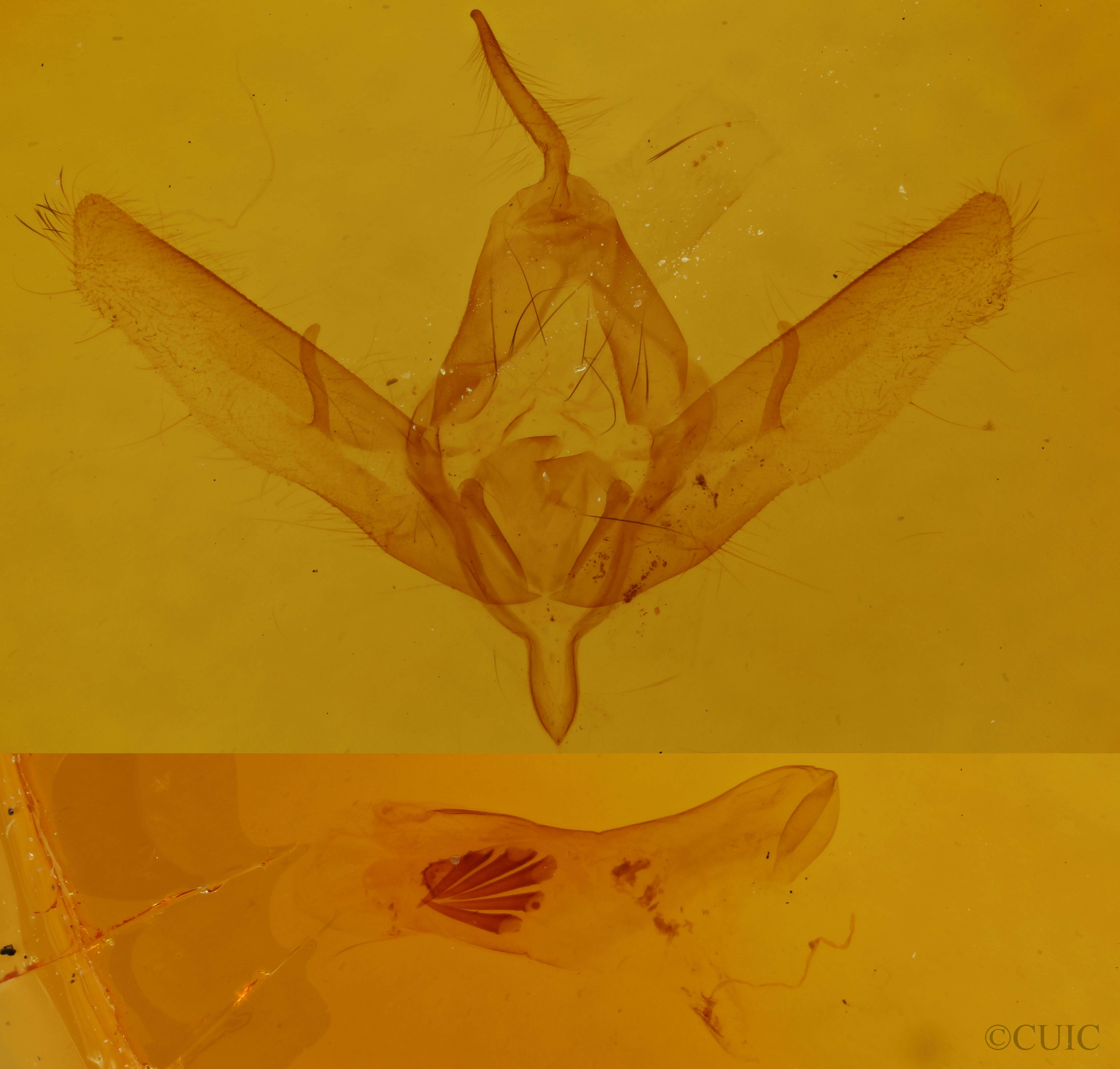 genitalia view of adult Valeria oleagina