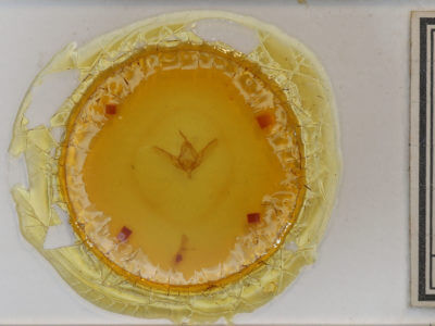 slide view of adult Valeria oleagina