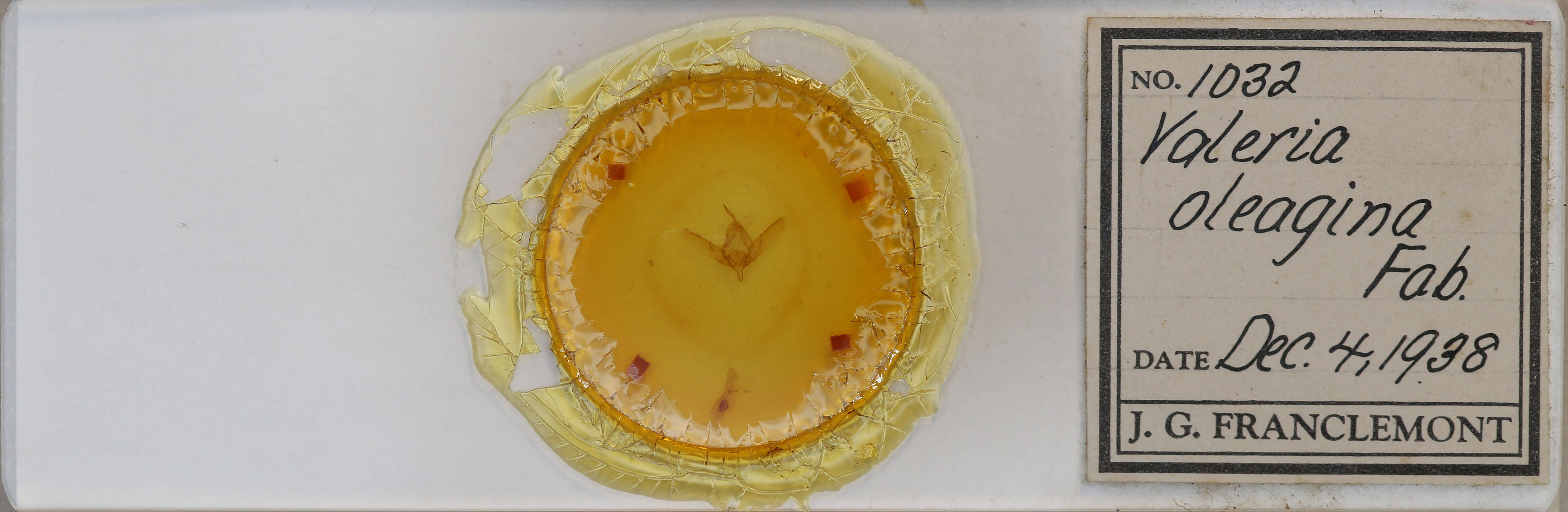 slide view of adult Valeria oleagina