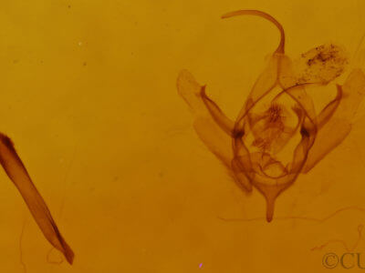 genitalia view of adult Xanthorhoe