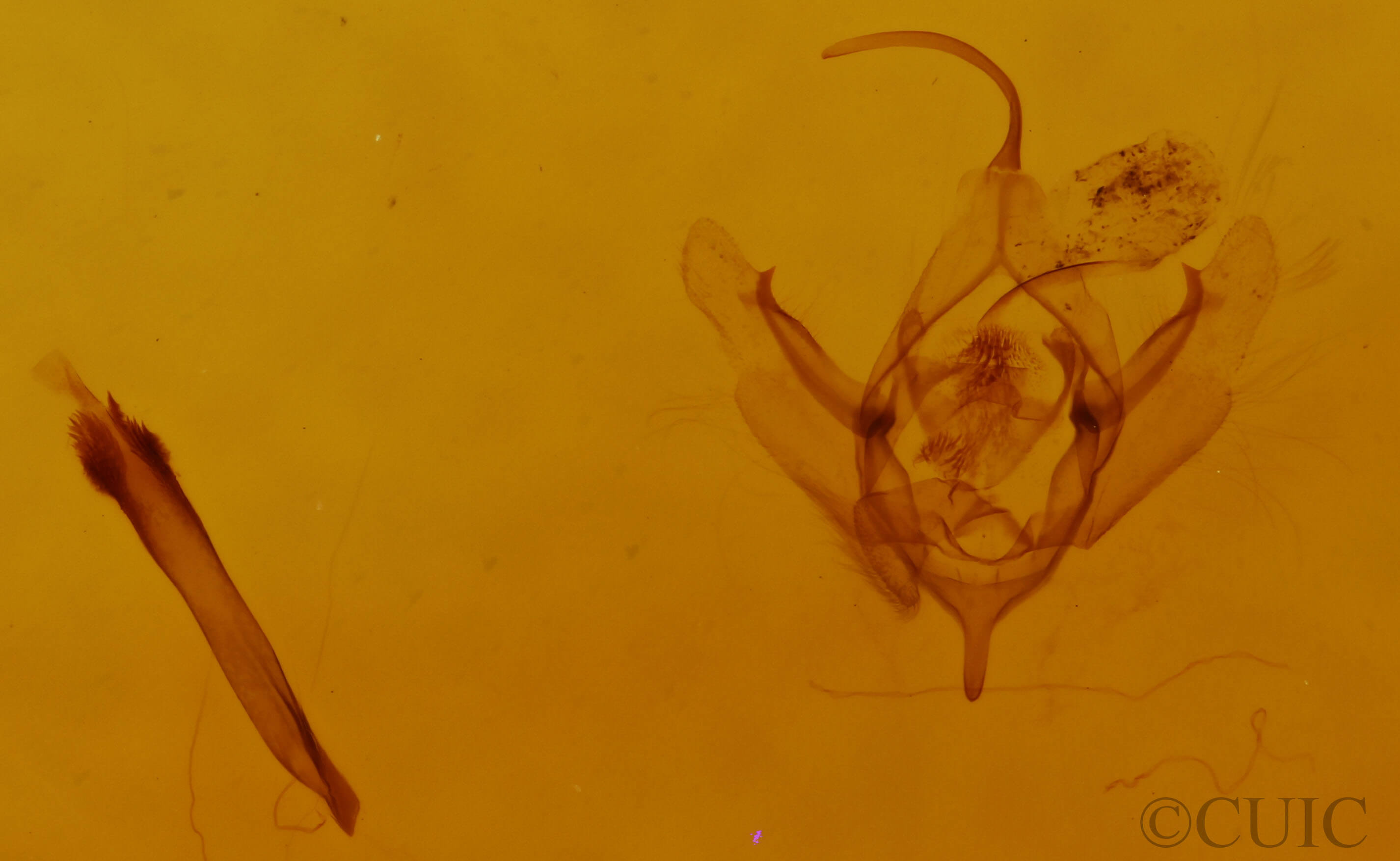 genitalia view of adult Xanthorhoe