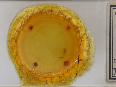 slide view of adult Xanthorhoe