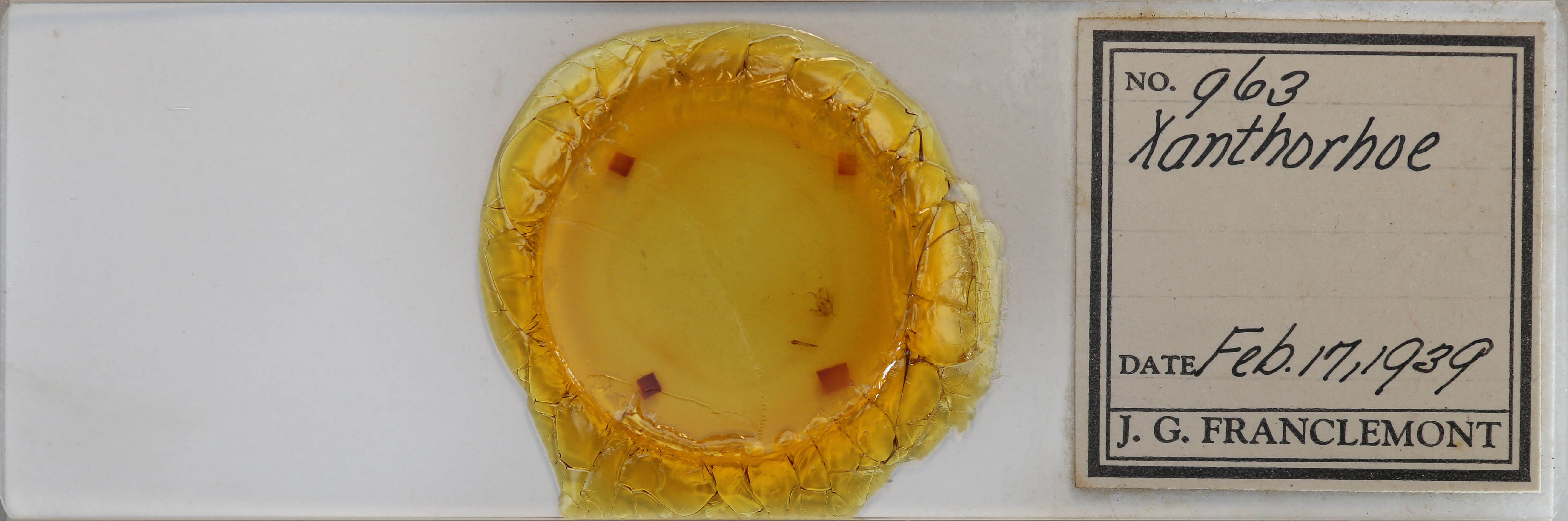 slide view of adult Xanthorhoe