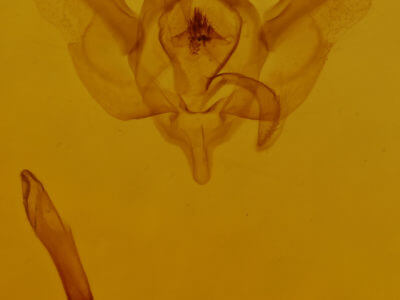genitalia view of adult Xanthorhoe iduata