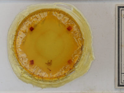 slide view of adult Xanthorhoe iduata