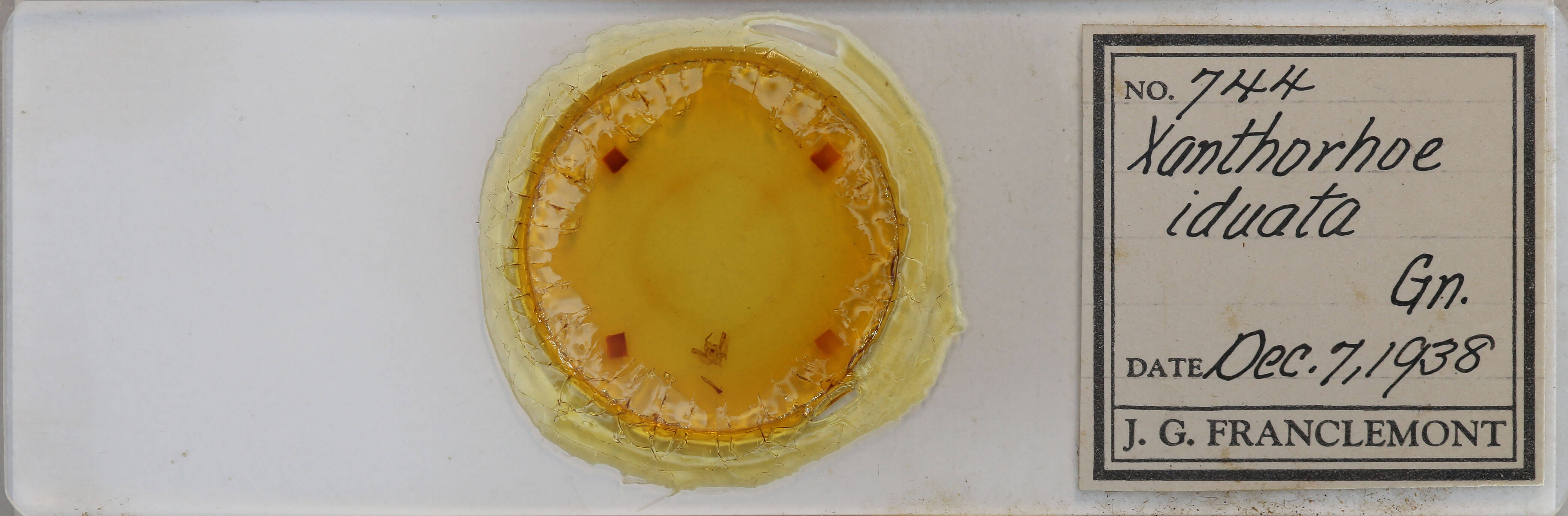 slide view of adult Xanthorhoe iduata