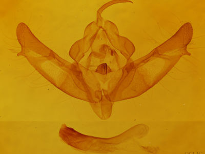 genitalia view of adult Xestia c-nigrum