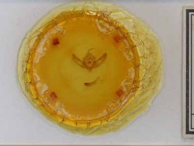 slide view of adult Xestia c-nigrum