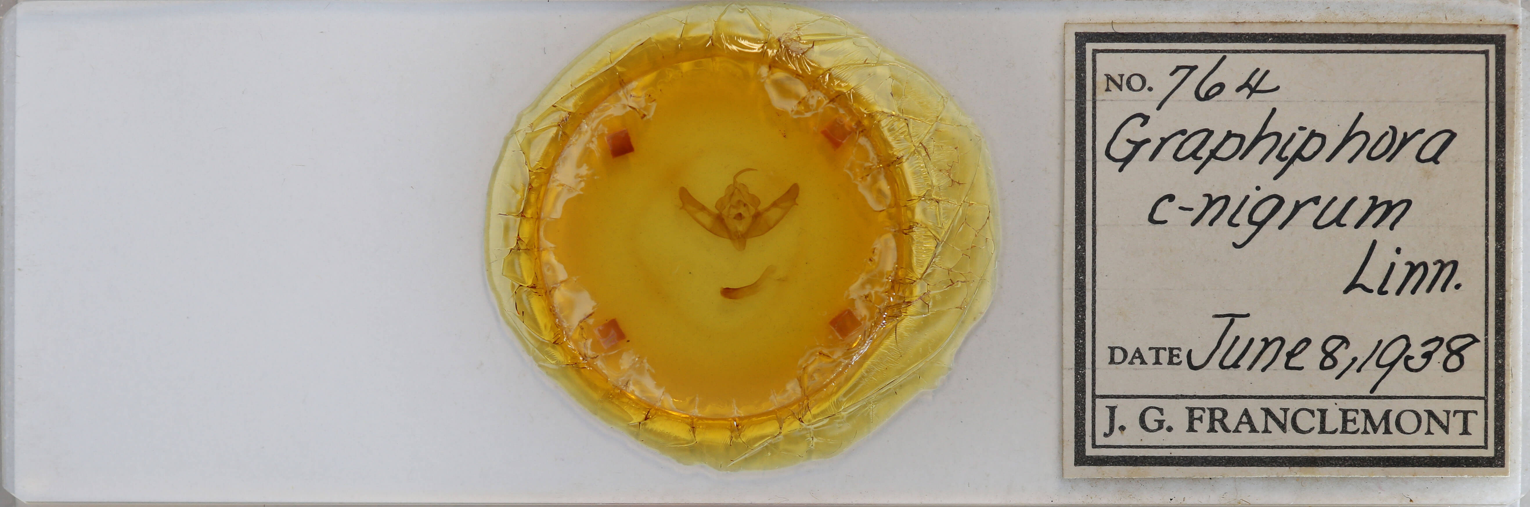 slide view of adult Xestia c-nigrum