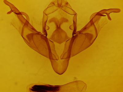 genitalia view of adult Xylena curvimacula