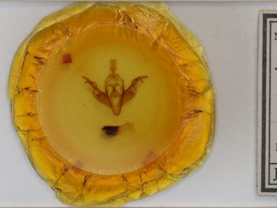 slide view of adult Xylena curvimacula