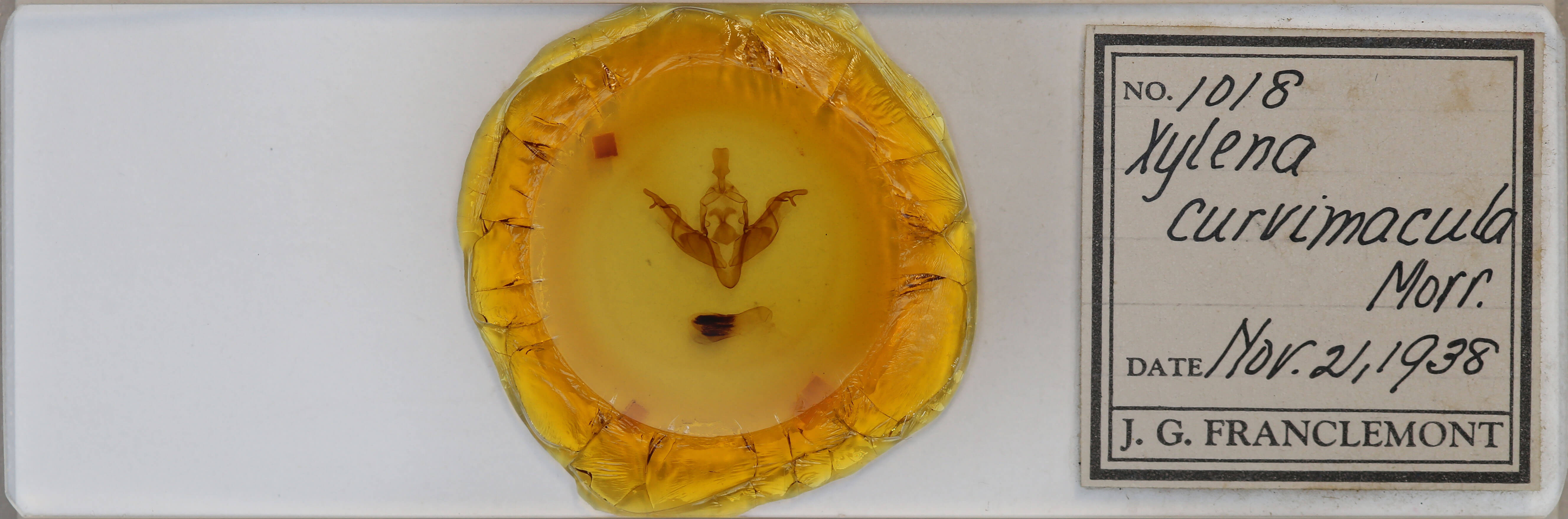 slide view of adult Xylena curvimacula