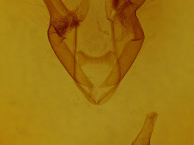 genitalia view of adult Zale duplicata