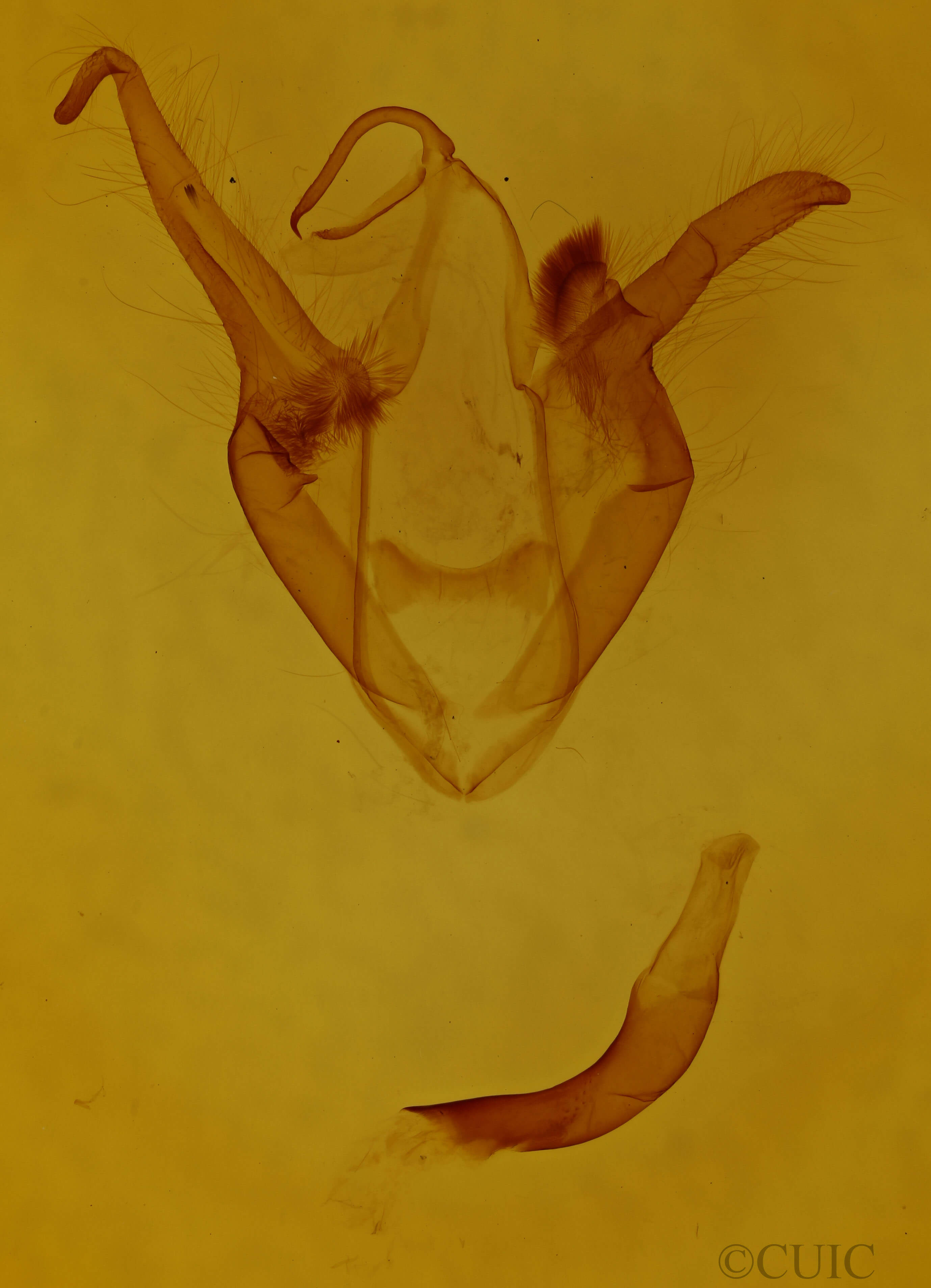 genitalia view of adult Zale duplicata