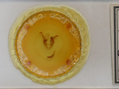 slide view of adult Zale duplicata