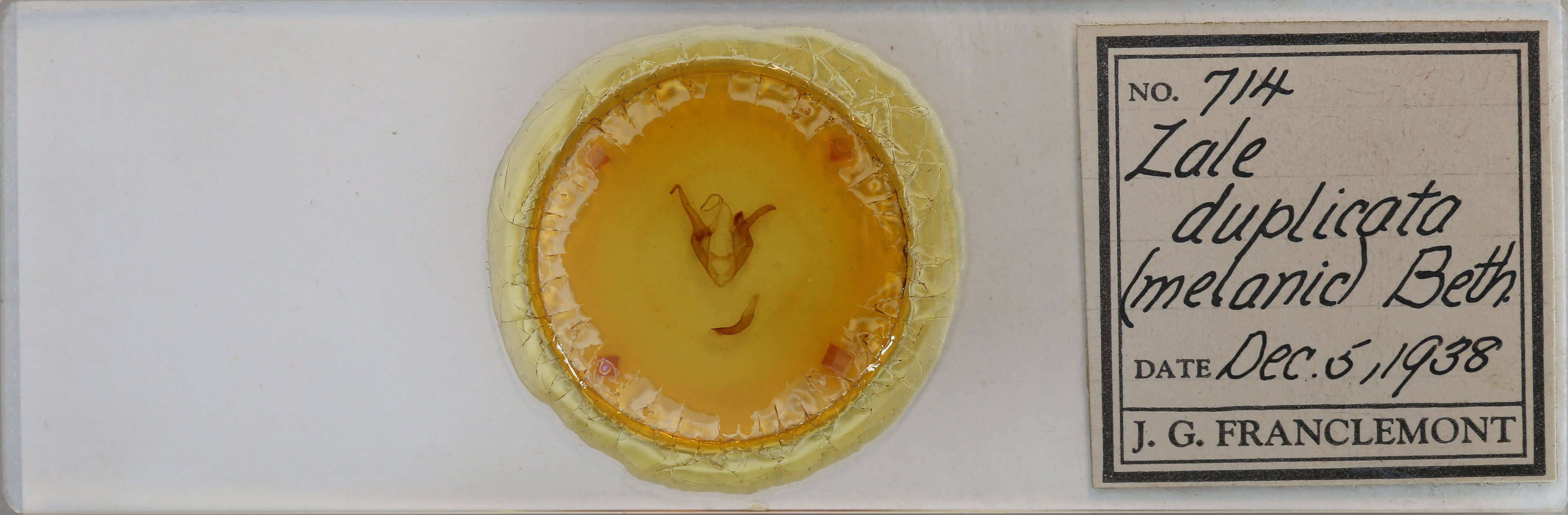 slide view of adult Zale duplicata