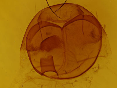 genitalia view of adult Zale duplicata