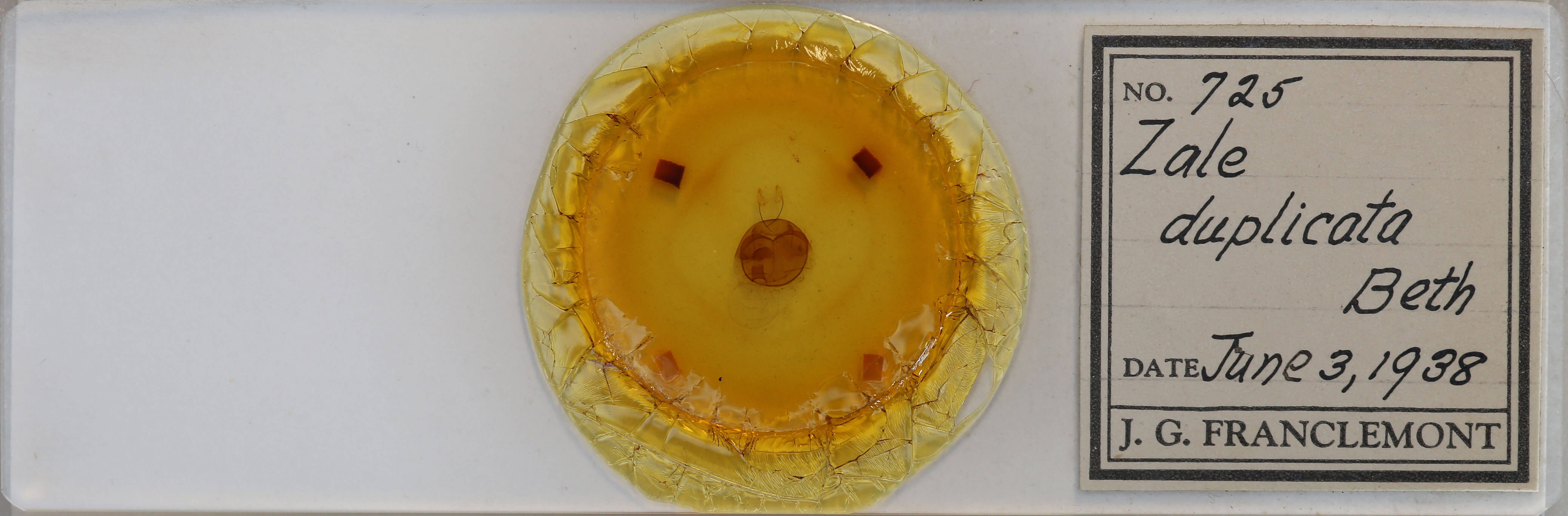 slide view of adult Zale duplicata