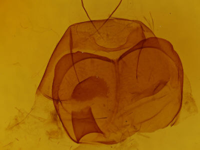 genitalia view of adult Zale duplicata