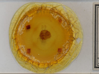 slide view of adult Zale duplicata