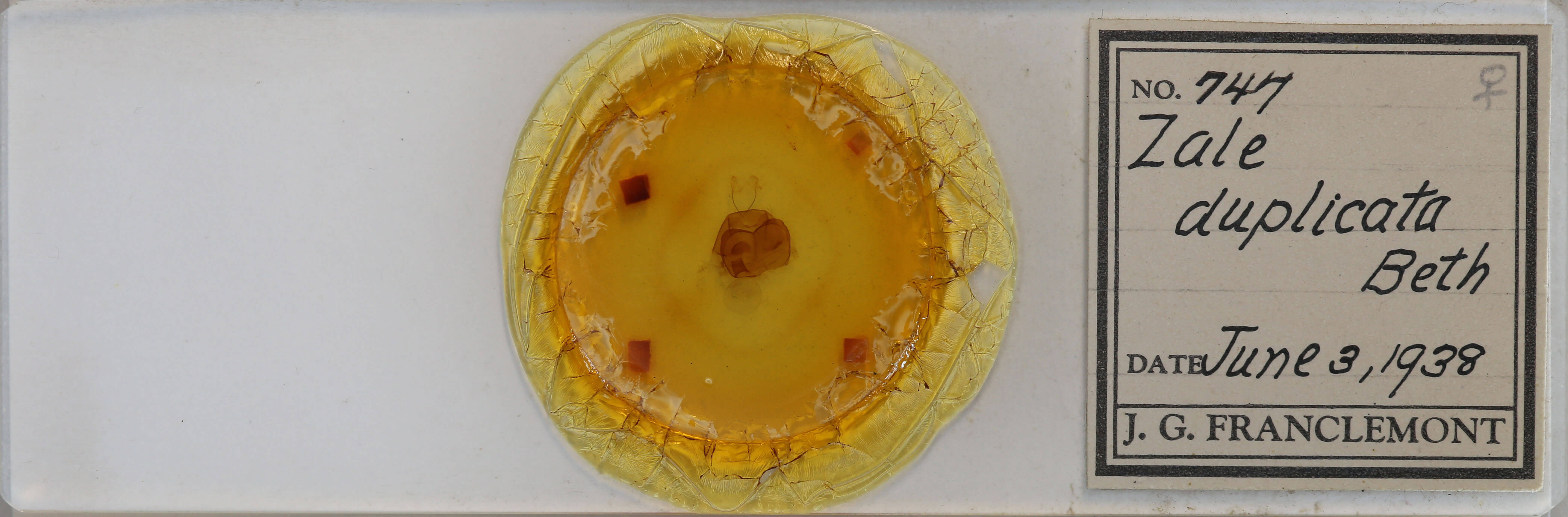 slide view of adult Zale duplicata