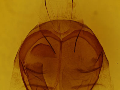 genitalia view of adult Zale helata