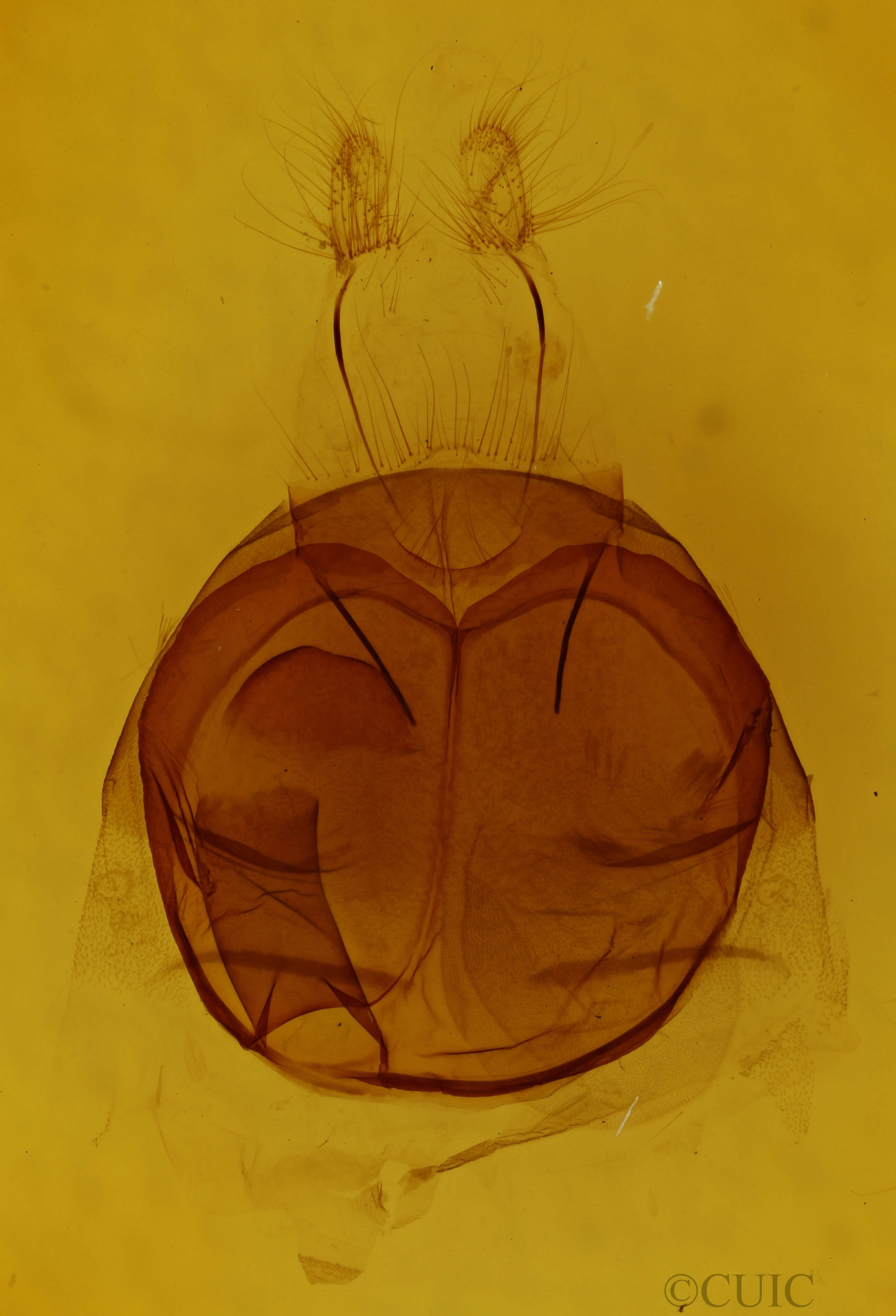 genitalia view of adult Zale helata