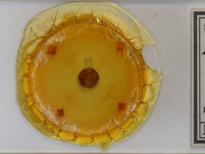 slide view of adult Zale helata