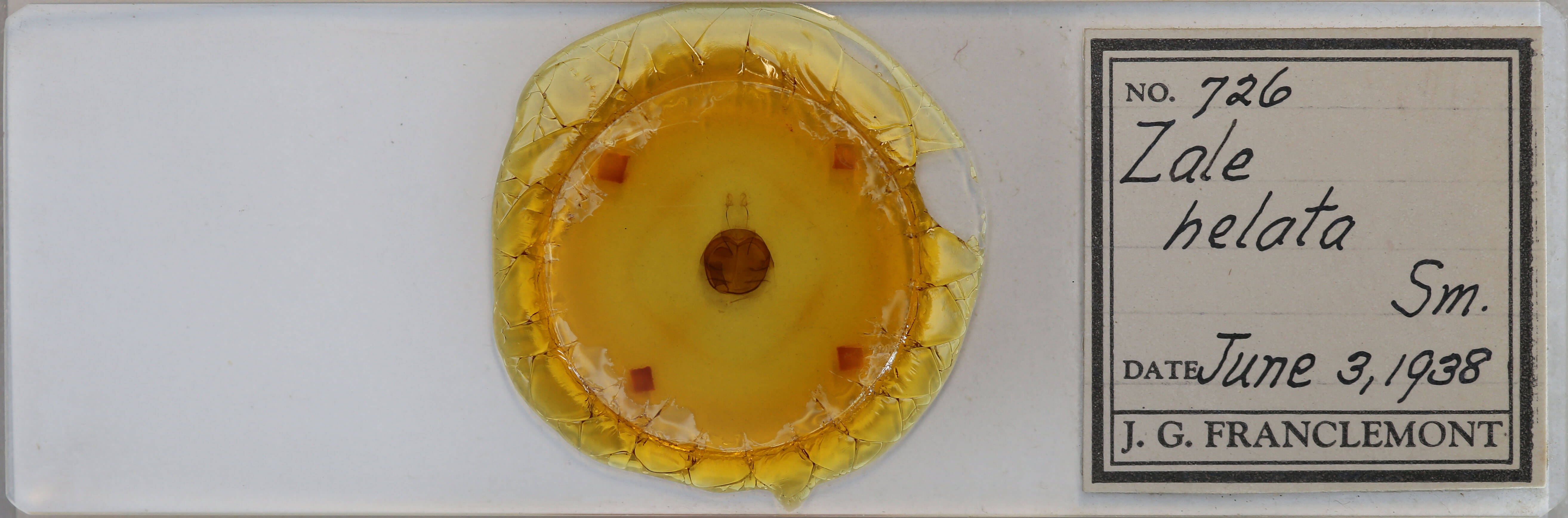 slide view of adult Zale helata