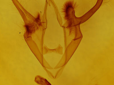 genitalia view of adult Zale helata
